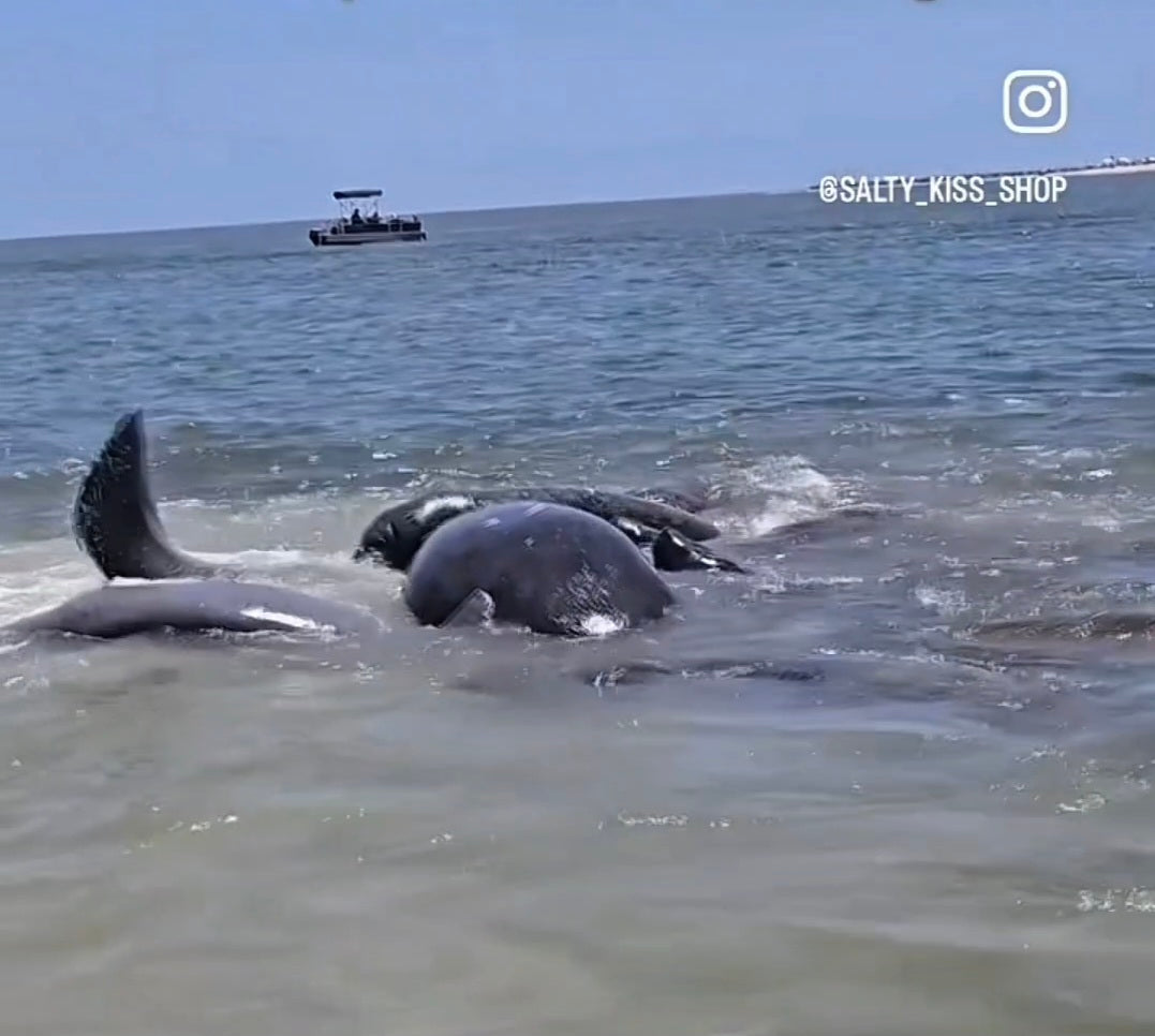 Approximately 15 Florida manatees splashing near the shoreline during a natural mating herd observed by Salty Kiss Shop