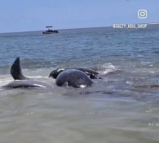 Approximately 15 Florida manatees splashing near the shoreline during a natural mating herd observed by Salty Kiss Shop