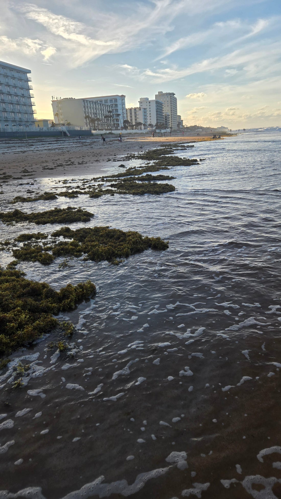 Sargassum Seaweed floating to shore in Daytona Beach, Florida.
