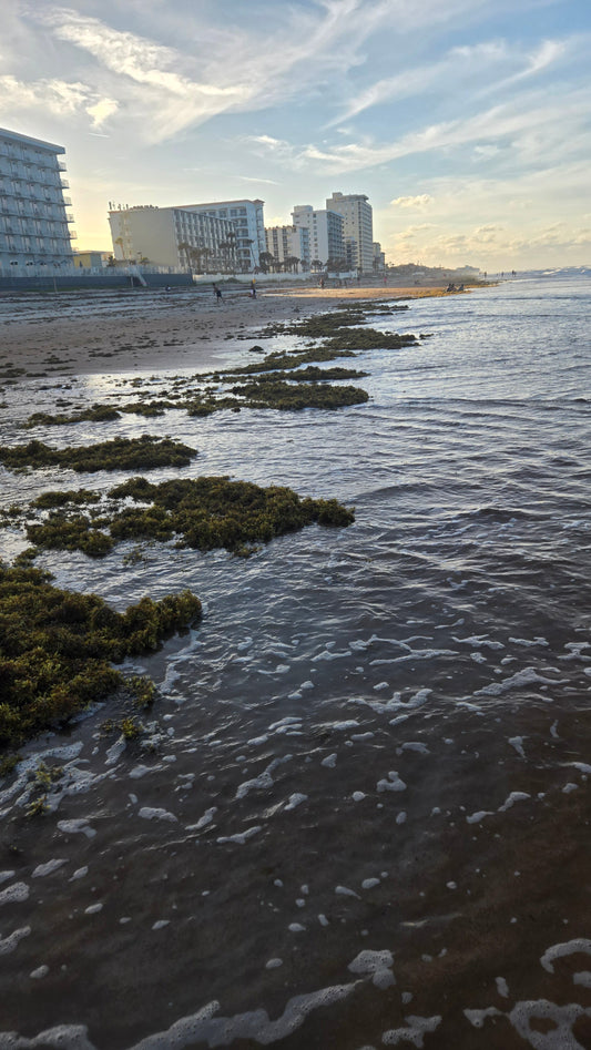 Sargassum Seaweed floating to shore in Daytona Beach, Florida.